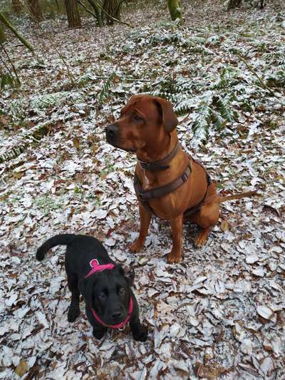 Rhodesian Ridgeback-Beitrag-Bild