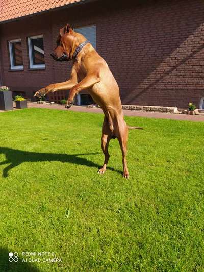 Rhodesian Ridgeback-Beitrag-Bild