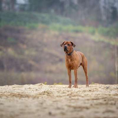 Rhodesian Ridgeback-Beitrag-Bild