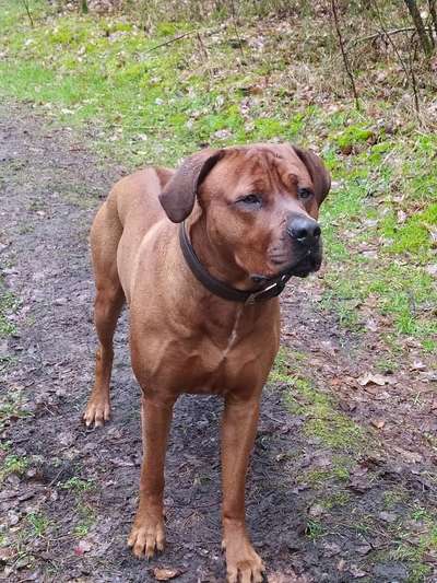 Rhodesian Ridgeback-Beitrag-Bild