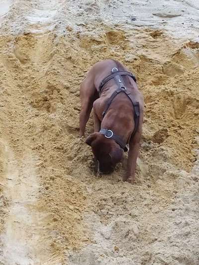 Rhodesian Ridgeback-Beitrag-Bild