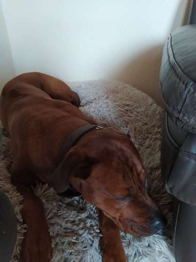 Rhodesian Ridgeback-Beitrag-Bild