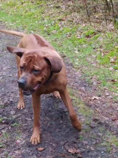 Rhodesian Ridgeback-Beitrag-Bild