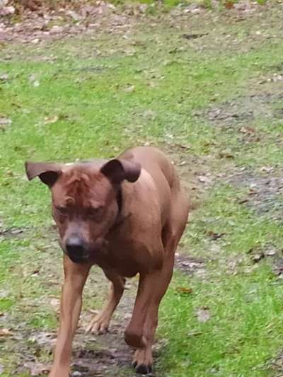 Rhodesian Ridgeback-Beitrag-Bild