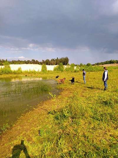 Rhodesian Ridgeback-Beitrag-Bild