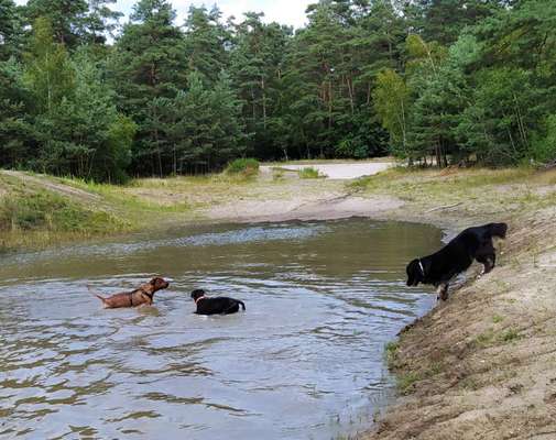 Rhodesian Ridgeback-Beitrag-Bild