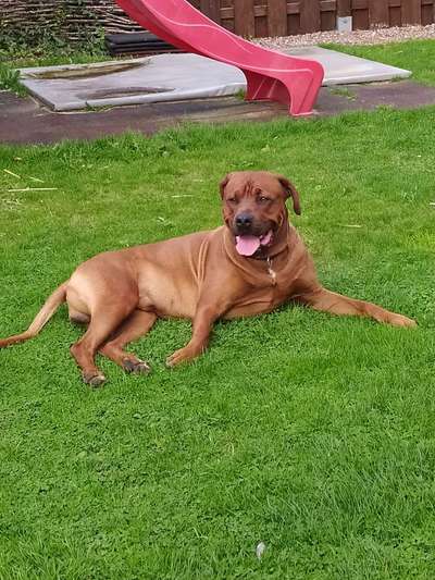Rhodesian Ridgeback-Beitrag-Bild