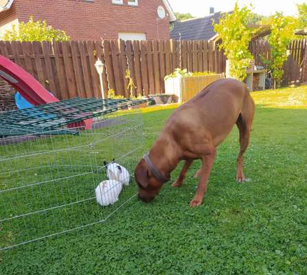 Rhodesian Ridgeback-Beitrag-Bild