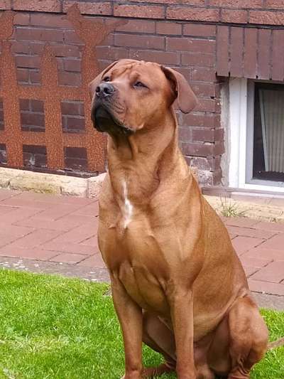 Rhodesian Ridgeback-Beitrag-Bild