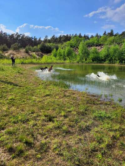 Rhodesian Ridgeback-Beitrag-Bild