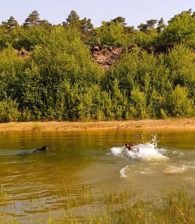 Rhodesian Ridgeback-Beitrag-Bild
