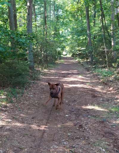 Rhodesian Ridgeback-Beitrag-Bild