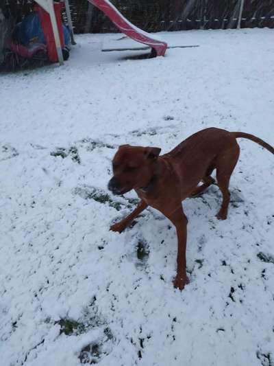 Rhodesian Ridgeback-Beitrag-Bild