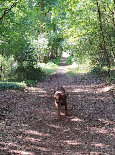 Rhodesian Ridgeback-Beitrag-Bild