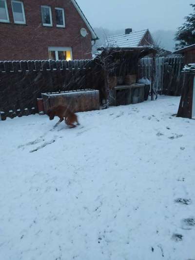 Rhodesian Ridgeback-Beitrag-Bild