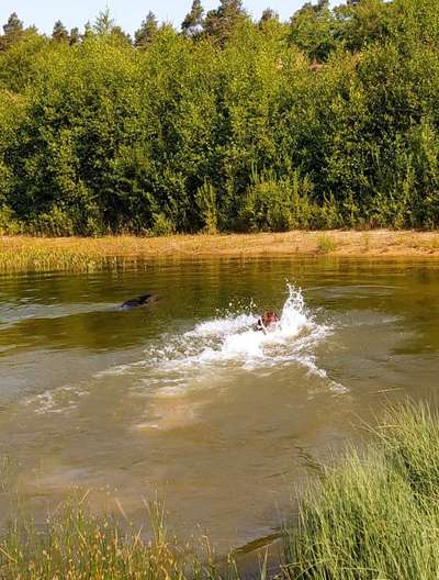 Rhodesian Ridgeback-Beitrag-Bild