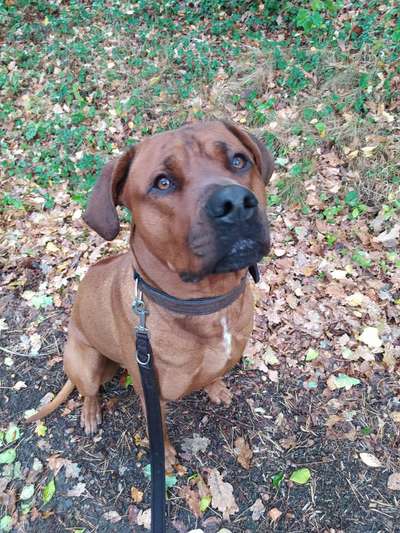 Rhodesian Ridgeback-Beitrag-Bild