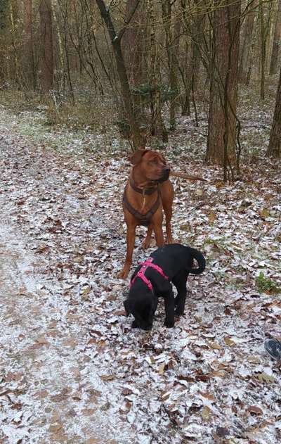 Rhodesian Ridgeback-Beitrag-Bild