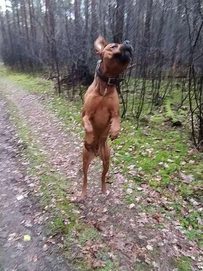 Rhodesian Ridgeback-Beitrag-Bild