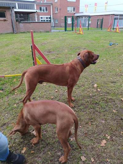 Rhodesian Ridgeback-Beitrag-Bild