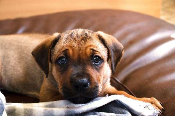 Rhodesian Ridgeback-Beitrag-Bild