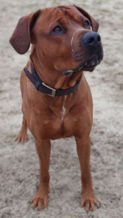 Rhodesian Ridgeback-Beitrag-Bild