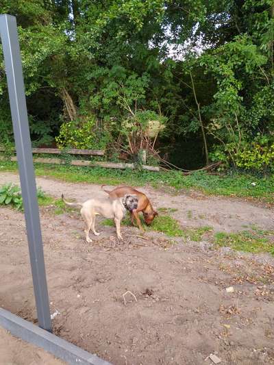 Rhodesian Ridgeback-Beitrag-Bild