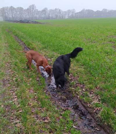 Rhodesian Ridgeback-Beitrag-Bild