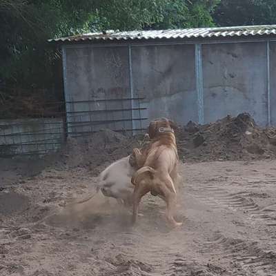 Rhodesian Ridgeback-Beitrag-Bild