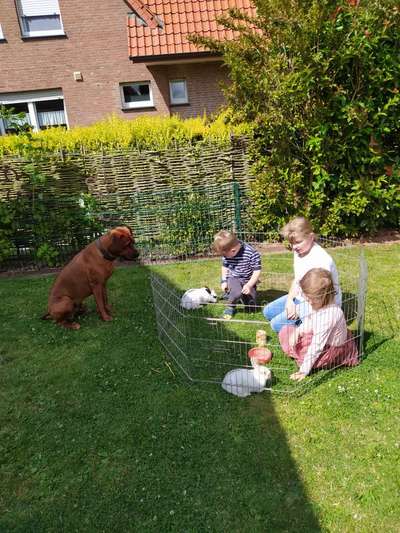 Rhodesian Ridgeback-Beitrag-Bild