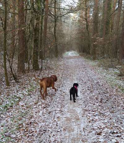 Rhodesian Ridgeback-Beitrag-Bild