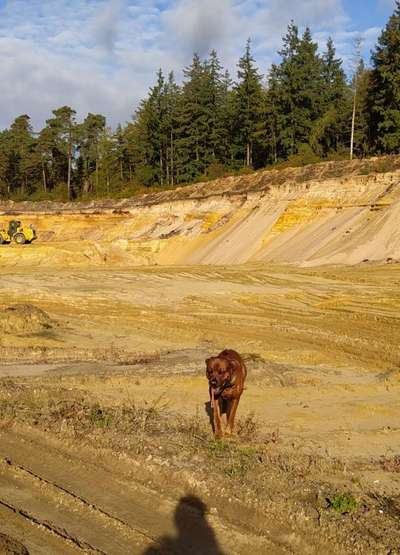 Rhodesian Ridgeback-Beitrag-Bild