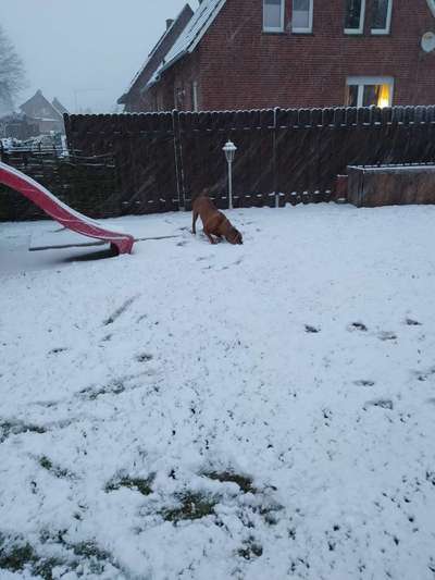 Rhodesian Ridgeback-Beitrag-Bild