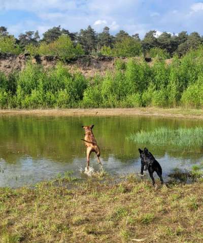 Rhodesian Ridgeback-Beitrag-Bild