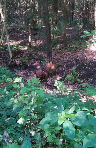 Rhodesian Ridgeback-Beitrag-Bild