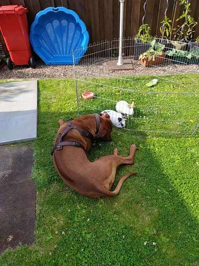 Rhodesian Ridgeback-Beitrag-Bild