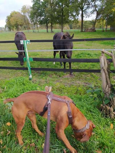 Rhodesian Ridgeback-Beitrag-Bild