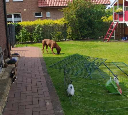 Rhodesian Ridgeback-Beitrag-Bild