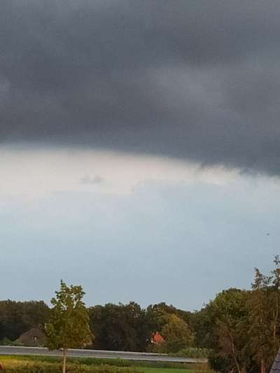 Rhodesian Ridgeback-Beitrag-Bild