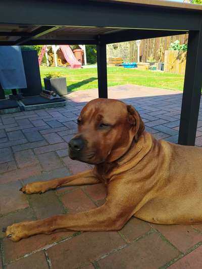 Rhodesian Ridgeback-Beitrag-Bild