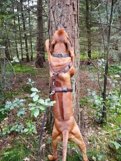 Rhodesian Ridgeback-Beitrag-Bild