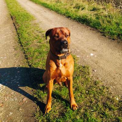 Rhodesian Ridgeback-Beitrag-Bild
