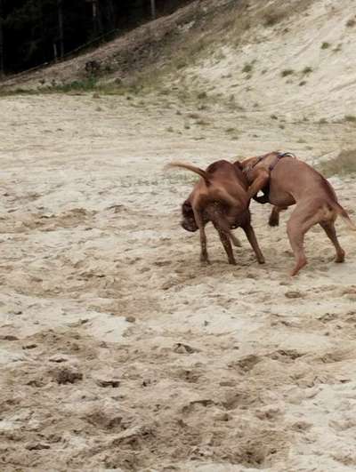 Rhodesian Ridgeback-Beitrag-Bild