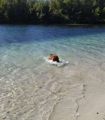 Rhodesian Ridgeback-Beitrag-Bild