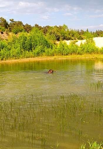 Rhodesian Ridgeback-Beitrag-Bild