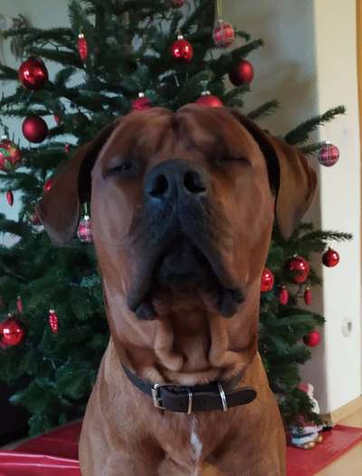 Rhodesian Ridgeback-Beitrag-Bild