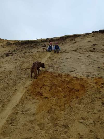 Rhodesian Ridgeback-Beitrag-Bild