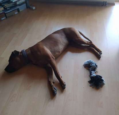 Rhodesian Ridgeback-Beitrag-Bild