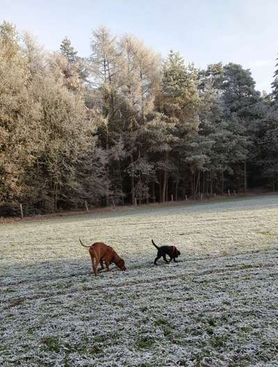 Rhodesian Ridgeback-Beitrag-Bild