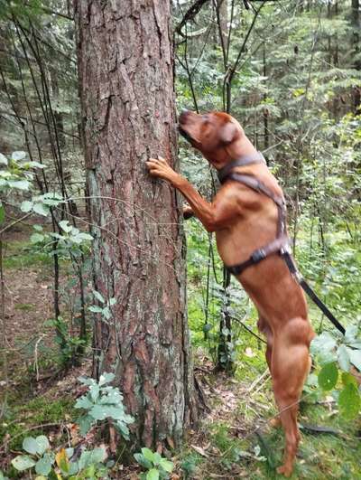Rhodesian Ridgeback-Beitrag-Bild